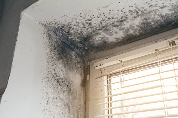 Trusted Attic Mold Removal service in Manassas, VA - Cheap Mold Removal